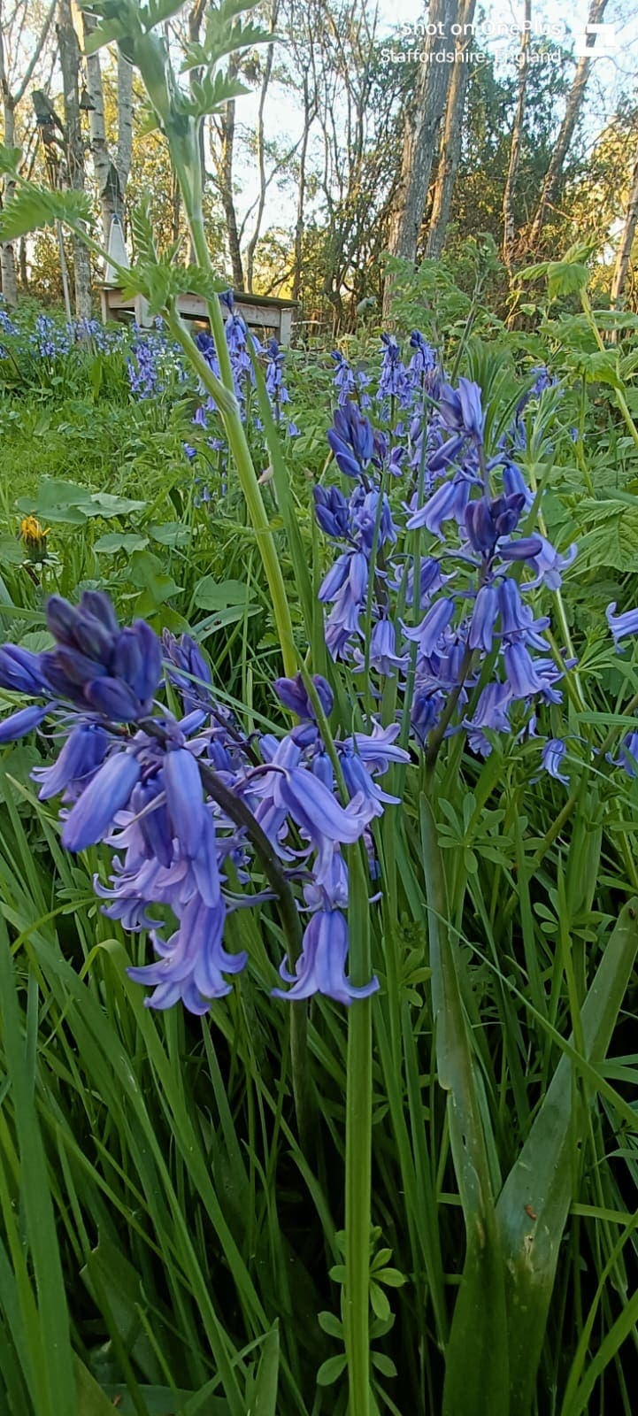 Bluebells in the wood in spring
