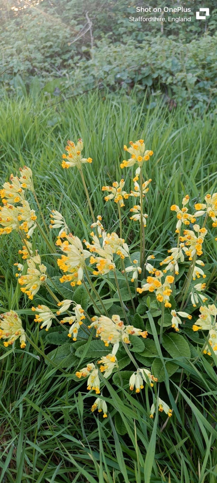 Cowslips flowering in the paddock