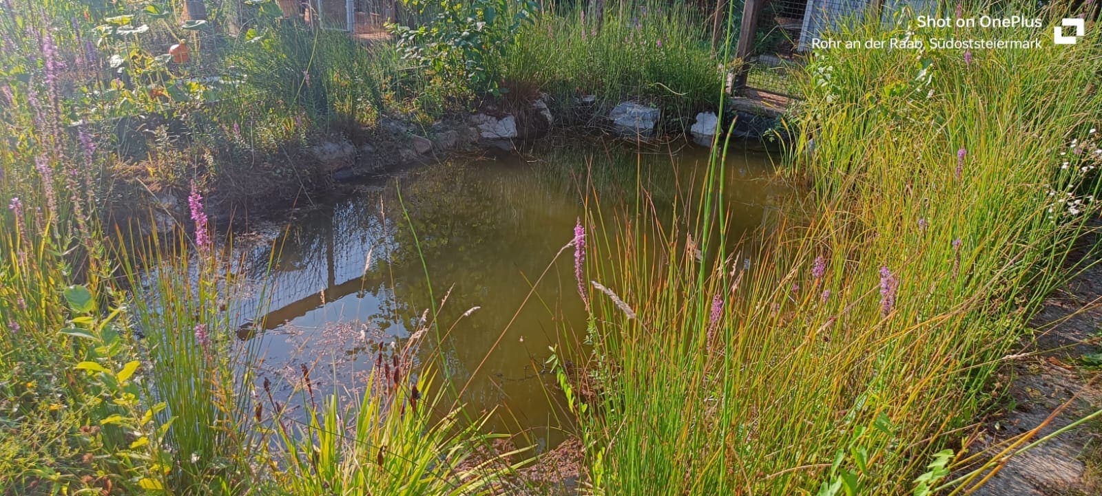 The pond at Gentleshaw Forest School in summer, ringed with rushes and purple loosestrife